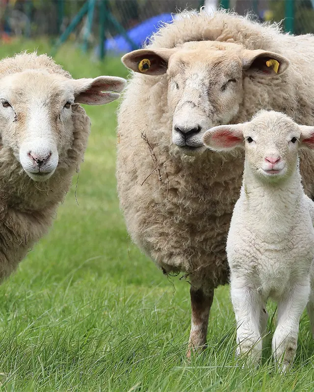 Imagen de ovejas de la Patagonia